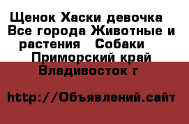 Щенок Хаски девочка - Все города Животные и растения » Собаки   . Приморский край,Владивосток г.